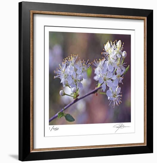 Spring Blooms-Ken Bremer-Framed Limited Edition