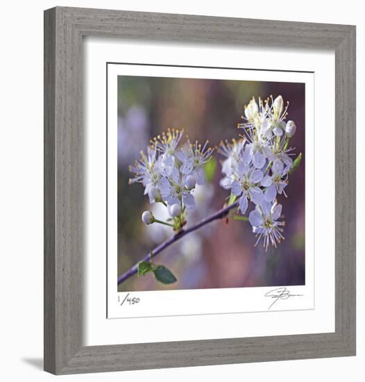 Spring Blooms-Ken Bremer-Framed Limited Edition