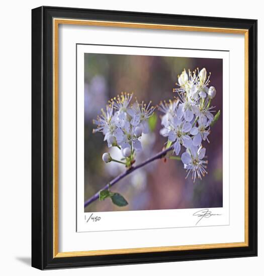 Spring Blooms-Ken Bremer-Framed Limited Edition