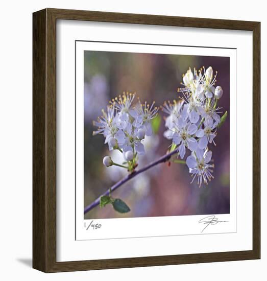 Spring Blooms-Ken Bremer-Framed Limited Edition