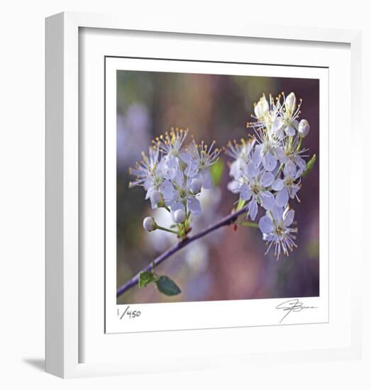 Spring Blooms-Ken Bremer-Framed Limited Edition