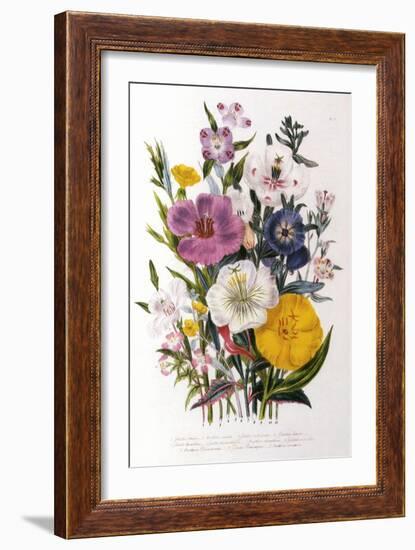 Spring Blooms-Jane W. Loudon-Framed Giclee Print