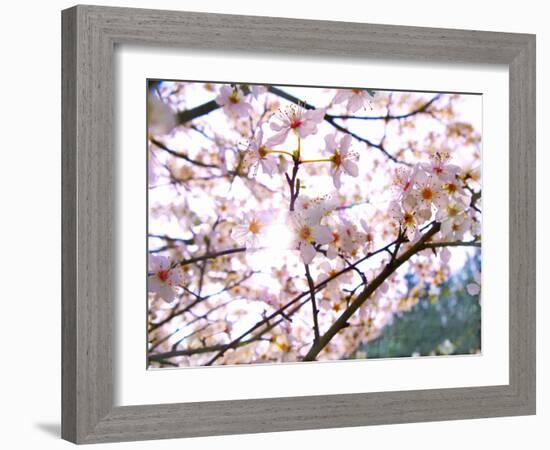 Spring Blossom, 2018,-Helen White-Framed Giclee Print