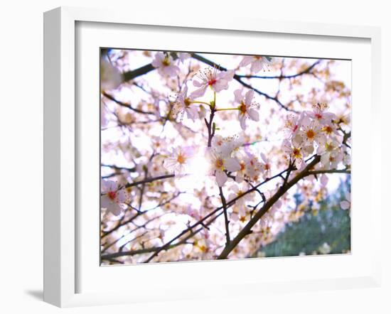 Spring Blossom, 2018,-Helen White-Framed Giclee Print