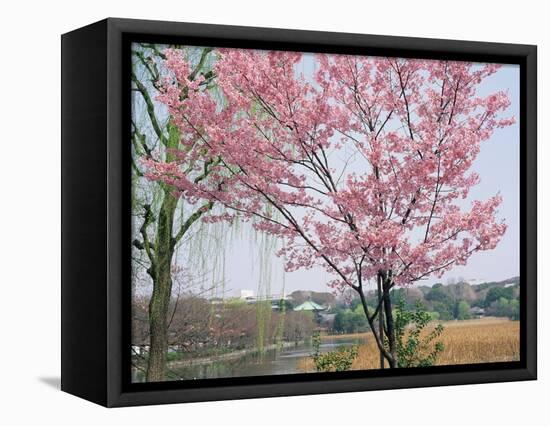 Spring Blossom and Lake at Ueno-Koen Park, Ueno, Tokyo, Japan-Richard Nebesky-Framed Premier Image Canvas