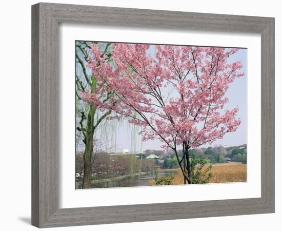 Spring Blossom and Lake at Ueno-Koen Park, Ueno, Tokyo, Japan-Richard Nebesky-Framed Photographic Print