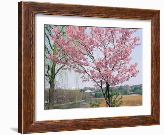 Spring Blossom and Lake at Ueno-Koen Park, Ueno, Tokyo, Japan-Richard Nebesky-Framed Photographic Print