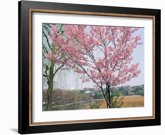 Spring Blossom and Lake at Ueno-Koen Park, Ueno, Tokyo, Japan-Richard Nebesky-Framed Photographic Print