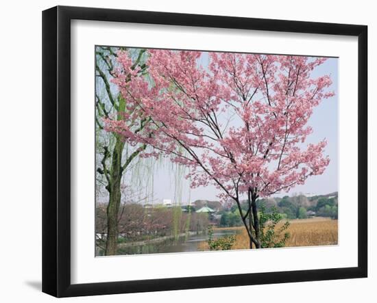 Spring Blossom and Lake at Ueno-Koen Park, Ueno, Tokyo, Japan-Richard Nebesky-Framed Photographic Print