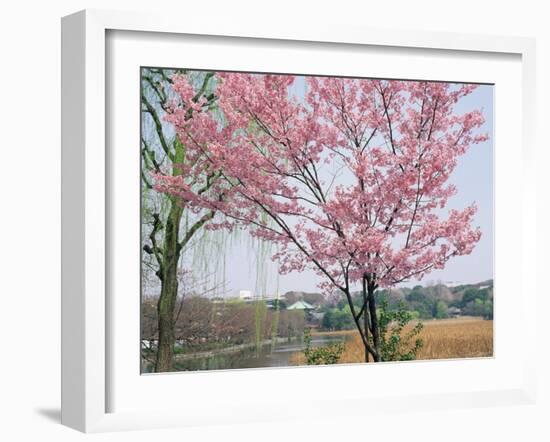 Spring Blossom and Lake at Ueno-Koen Park, Ueno, Tokyo, Japan-Richard Nebesky-Framed Photographic Print