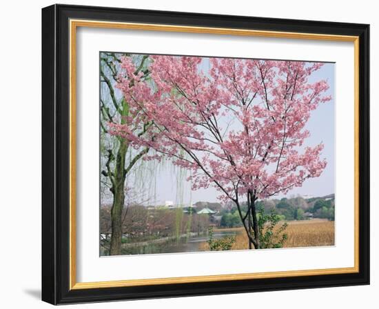 Spring Blossom and Lake at Ueno-Koen Park, Ueno, Tokyo, Japan-Richard Nebesky-Framed Photographic Print