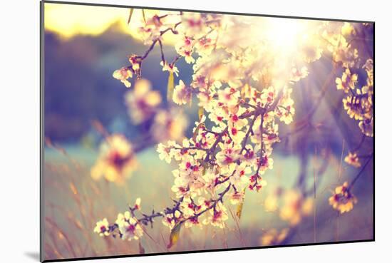 Spring Blossom Background. Beautiful Nature Scene with Blooming Tree and Sun Flare. Sunny Day. Spri-Subbotina Anna-Mounted Photographic Print
