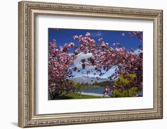 Spring Blossom, Lake Wakatipu and the Remarkables, Queenstown, Otago, South Island, New Zealand-David Wall-Framed Photographic Print