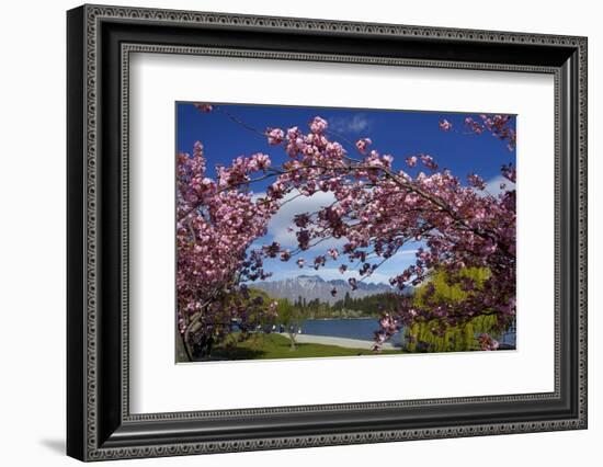 Spring Blossom, Lake Wakatipu and the Remarkables, Queenstown, Otago, South Island, New Zealand-David Wall-Framed Photographic Print