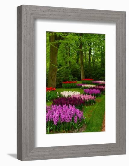 Spring Blossom of Hyacinth-neirfy-Framed Photographic Print