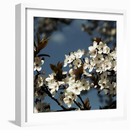 Spring Blossom on Tree 004-Tom Quartermaine-Framed Giclee Print