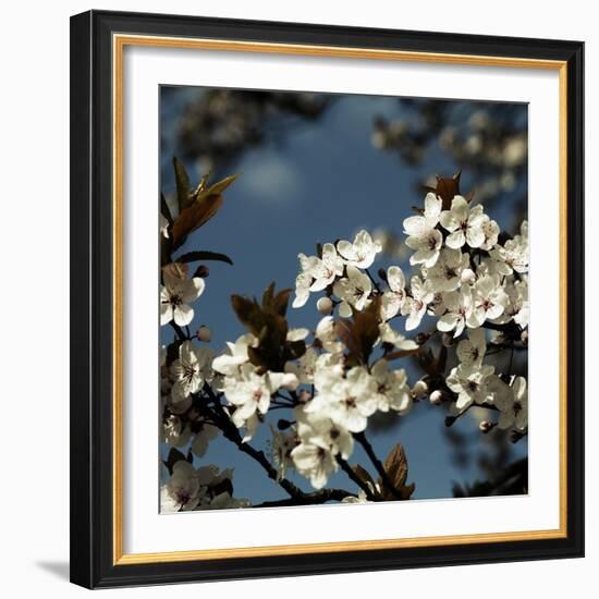 Spring Blossom on Tree 004-Tom Quartermaine-Framed Giclee Print