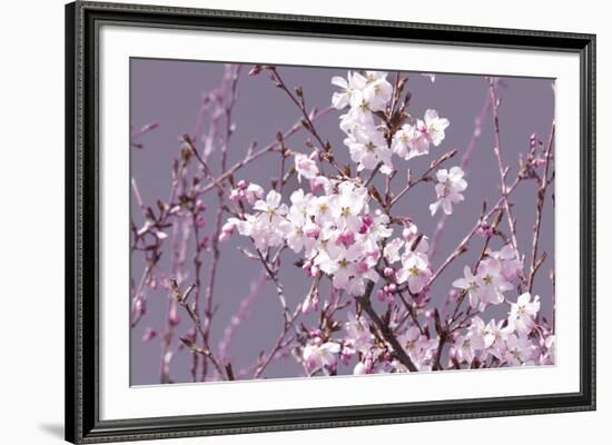 Spring Blossom - Pink-Joseph Eta-Framed Giclee Print