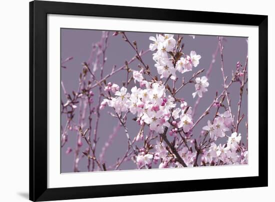 Spring Blossom - Pink-Joseph Eta-Framed Giclee Print