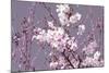 Spring Blossom - Pink-Joseph Eta-Mounted Giclee Print