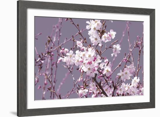 Spring Blossom - Pink-Joseph Eta-Framed Giclee Print