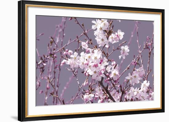 Spring Blossom - Pink-Joseph Eta-Framed Giclee Print