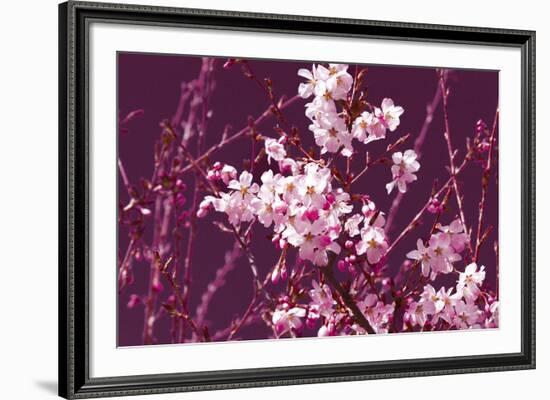 Spring Blossom - Purple-Joseph Eta-Framed Giclee Print