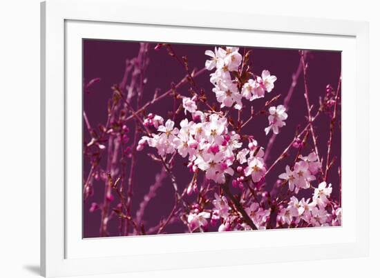 Spring Blossom - Purple-Joseph Eta-Framed Giclee Print