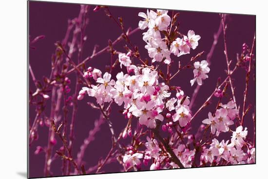 Spring Blossom - Purple-Joseph Eta-Mounted Giclee Print