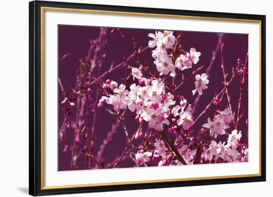 Spring Blossom - Purple-Joseph Eta-Framed Giclee Print