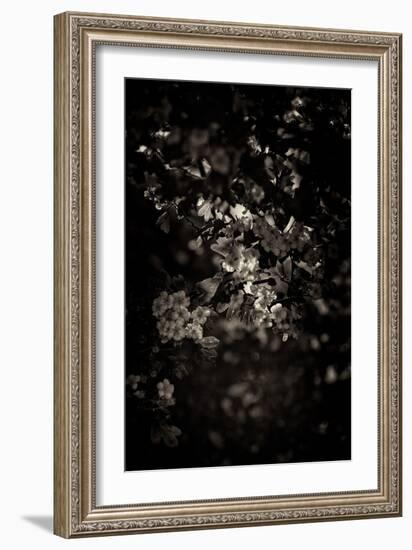 Spring Blossom-Tim Kahane-Framed Photographic Print