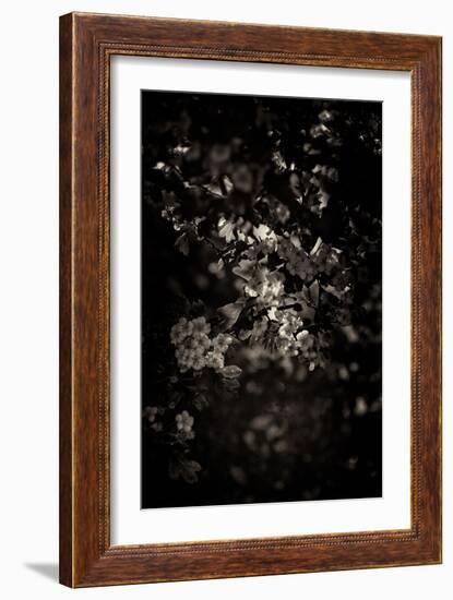 Spring Blossom-Tim Kahane-Framed Photographic Print