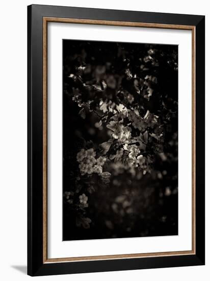 Spring Blossom-Tim Kahane-Framed Photographic Print