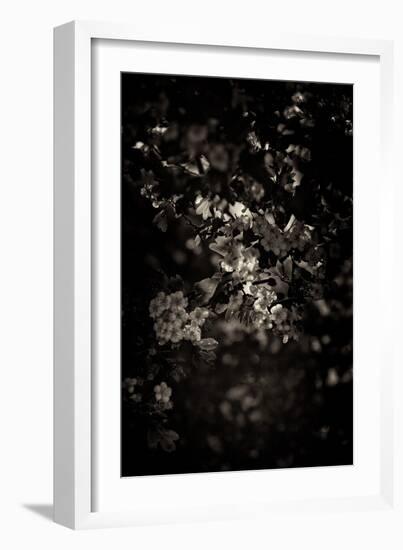 Spring Blossom-Tim Kahane-Framed Photographic Print