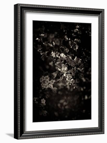 Spring Blossom-Tim Kahane-Framed Photographic Print