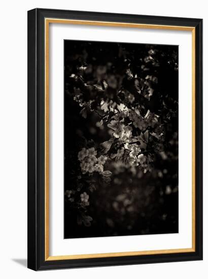 Spring Blossom-Tim Kahane-Framed Photographic Print