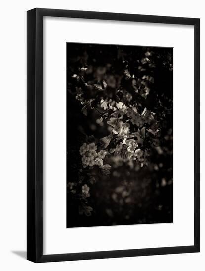 Spring Blossom-Tim Kahane-Framed Photographic Print