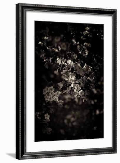 Spring Blossom-Tim Kahane-Framed Photographic Print