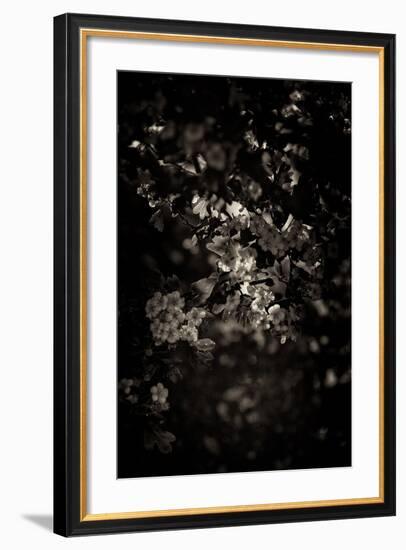 Spring Blossom-Tim Kahane-Framed Photographic Print