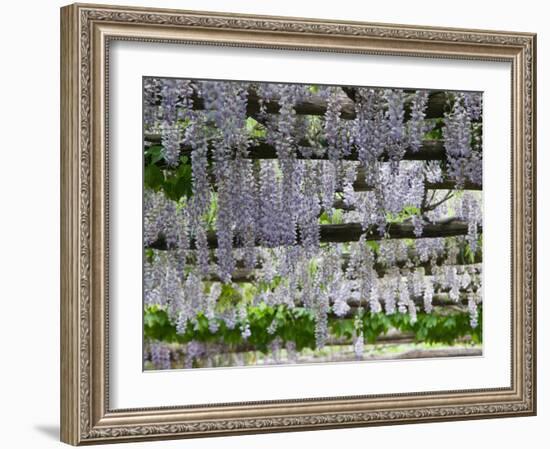 Spring Blossoms, Capri, Campania, Italy-Walter Bibikow-Framed Photographic Print