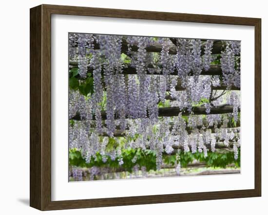 Spring Blossoms, Capri, Campania, Italy-Walter Bibikow-Framed Photographic Print