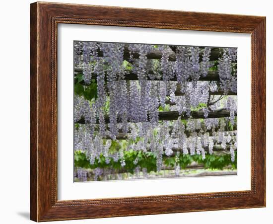 Spring Blossoms, Capri, Campania, Italy-Walter Bibikow-Framed Photographic Print