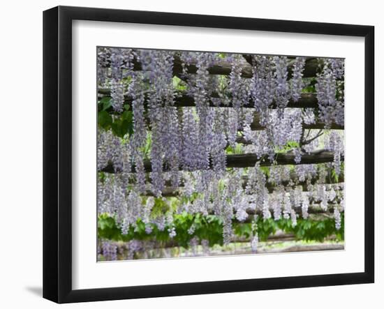 Spring Blossoms, Capri, Campania, Italy-Walter Bibikow-Framed Photographic Print