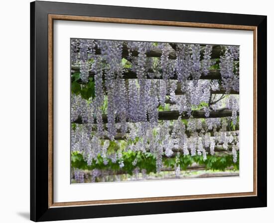 Spring Blossoms, Capri, Campania, Italy-Walter Bibikow-Framed Photographic Print