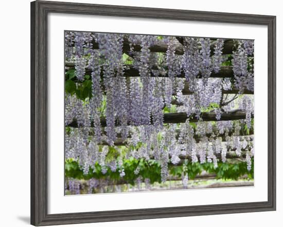 Spring Blossoms, Capri, Campania, Italy-Walter Bibikow-Framed Photographic Print