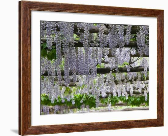 Spring Blossoms, Capri, Campania, Italy-Walter Bibikow-Framed Photographic Print