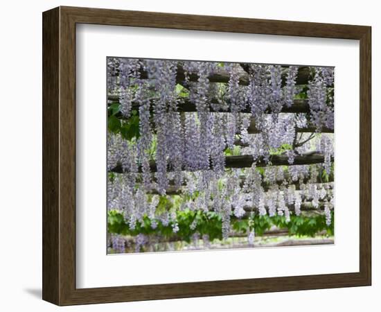 Spring Blossoms, Capri, Campania, Italy-Walter Bibikow-Framed Photographic Print