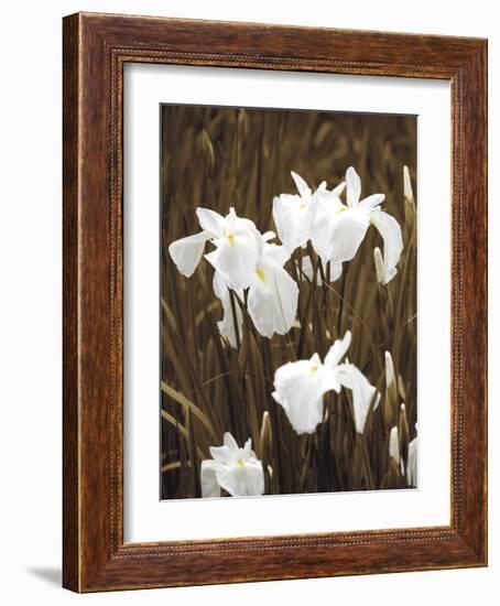 Spring Blossoms I-Boyce Watt-Framed Giclee Print