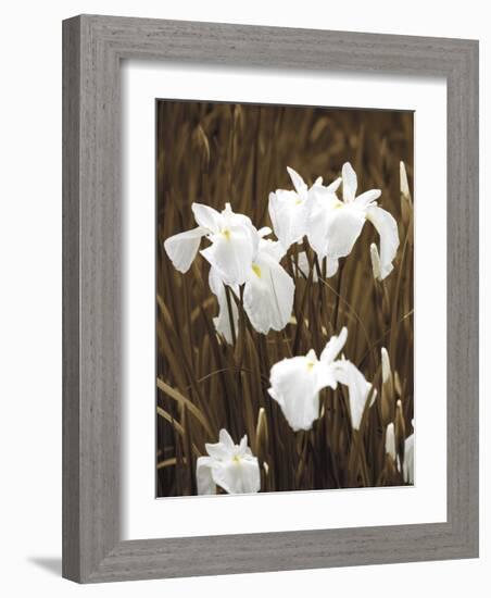 Spring Blossoms I-Boyce Watt-Framed Giclee Print