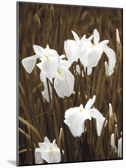 Spring Blossoms I-Boyce Watt-Mounted Giclee Print
